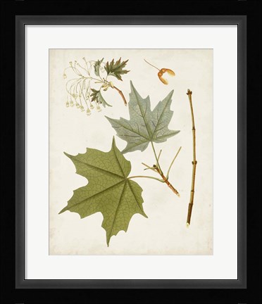 Framed Antique Leaves VII Print