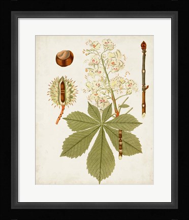 Framed Antique Leaves VIII Print
