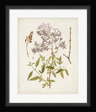 Framed Vintage Flowering Trees I Print