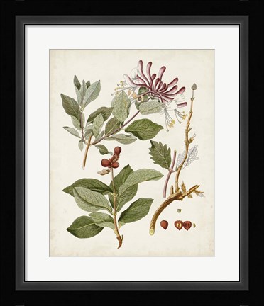 Framed Vintage Flowering Trees III Print