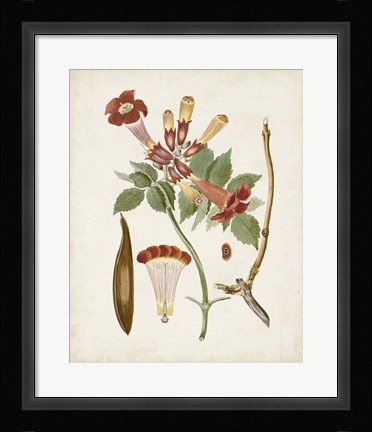Framed Vintage Flowering Trees V Print