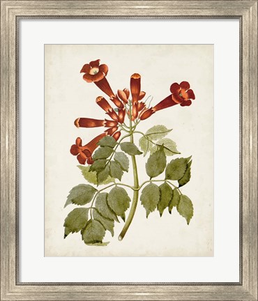 Framed Vintage Flowering Trees VI Print