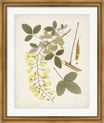 Framed Vintage Flowering Trees VII Print