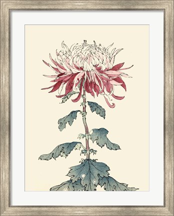 Framed Chrysanthemum Woodblock III Print