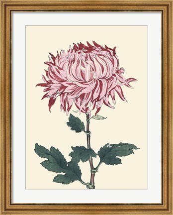 Framed Chrysanthemum Woodblock IV Print