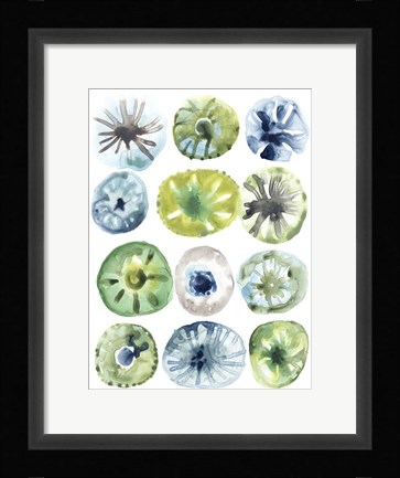 Framed Sea Urchin Assortment I Print