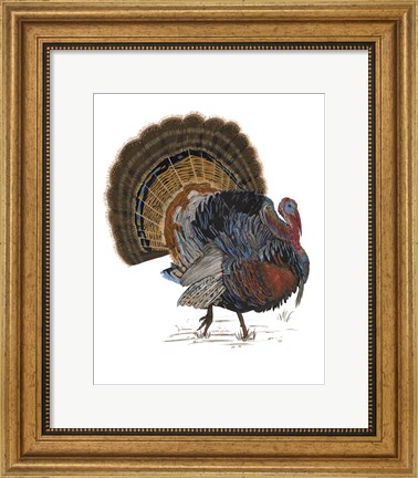 Framed Turkey Study I Print