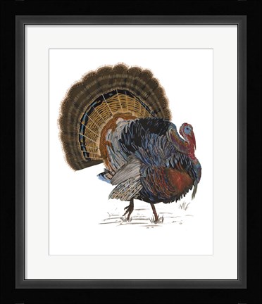 Framed Turkey Study I Print