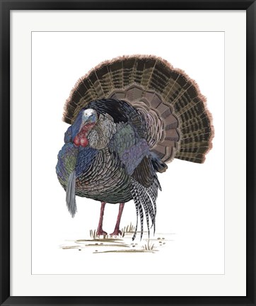 Framed Turkey Study II Print