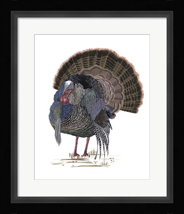 Framed Turkey Study II Print