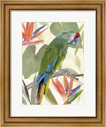 Framed Tropical Parrot Composition I Print