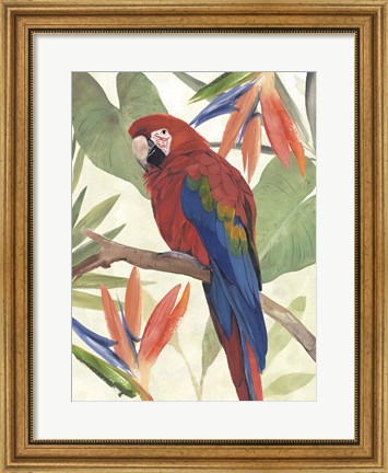 Framed Tropical Parrot Composition II Print