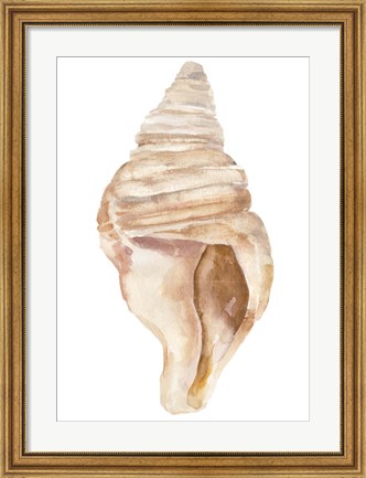 Framed Seashell II Print
