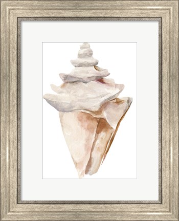 Framed Seashell III Print