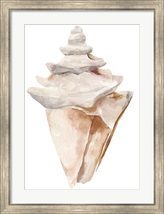 Framed Seashell III Print