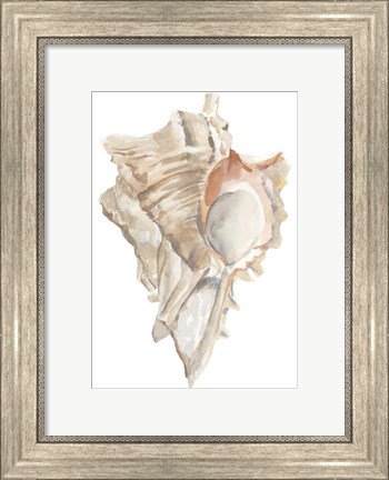 Framed Seashell IV Print