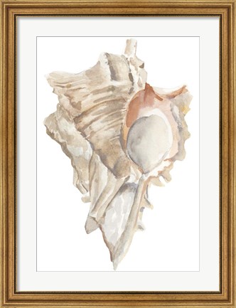Framed Seashell IV Print