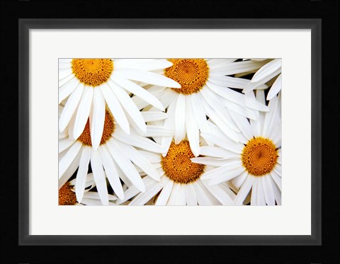Framed Daisy Splash Print