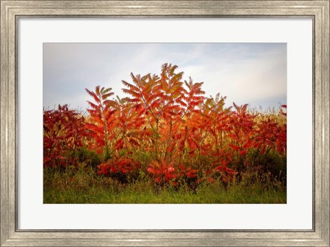 Framed Autumn Sumac Print