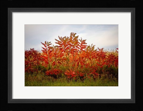 Framed Autumn Sumac Print