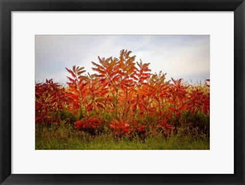 Framed Autumn Sumac Print