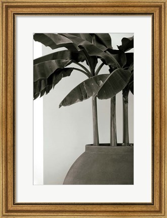 Framed Banana Trees Print