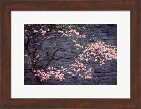 Framed Dogwood in Pink Print