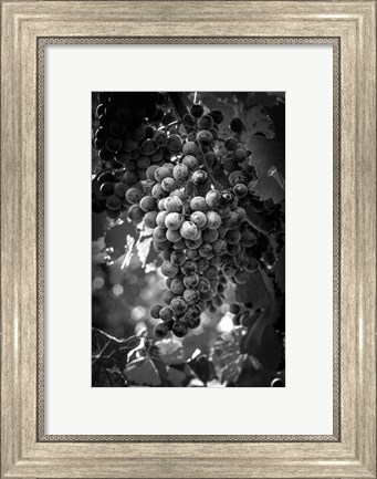 Framed Fruit of The Vine Print