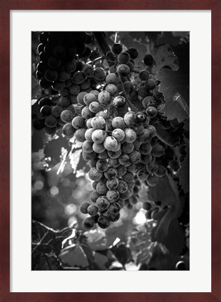 Framed Fruit of The Vine Print