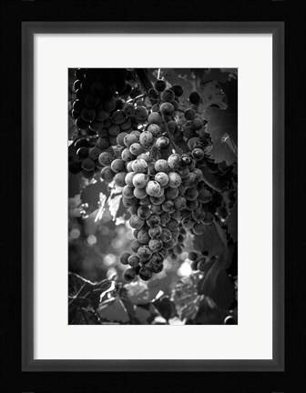 Framed Fruit of The Vine Print