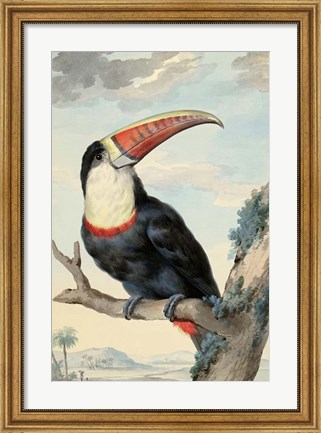 Framed Red-billed Toucan, c. 1748 Print