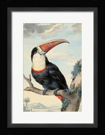 Framed Red-billed Toucan, c. 1748 Print