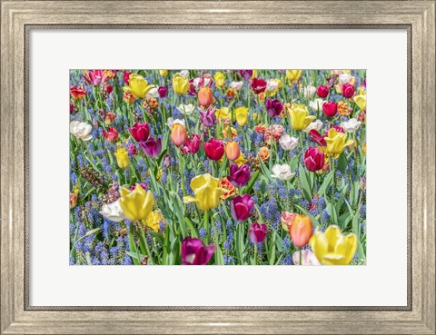 Framed Kuekenhof Tulips I Print