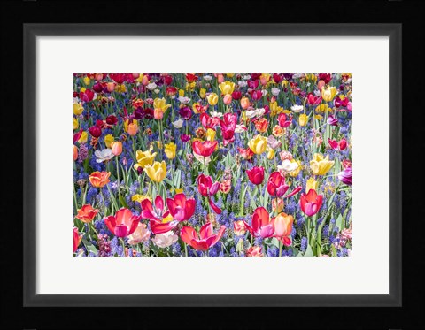 Framed Kuekenhof Tulips II Print