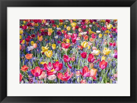 Framed Kuekenhof Tulips II Print