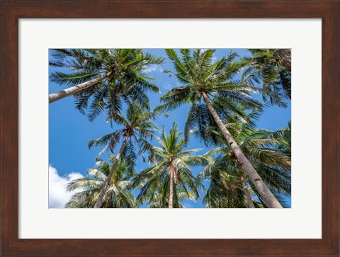 Framed Palawan Palm Trees II Print