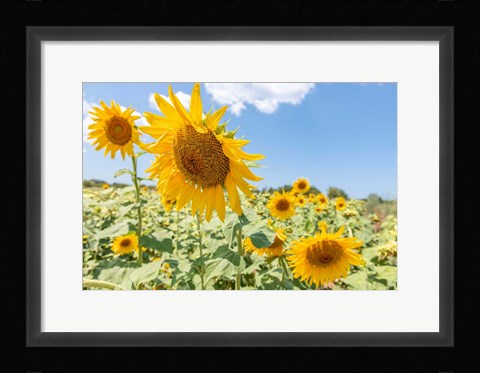 Framed Sunflowers I Print