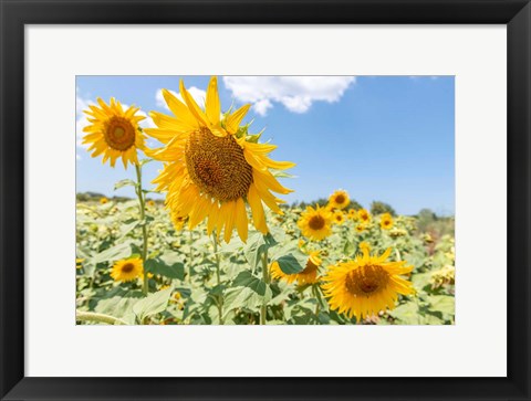 Framed Sunflowers I Print