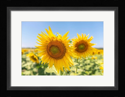 Framed Sunflowers II Print
