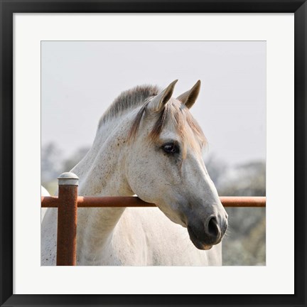 Framed White Horse 3 Print