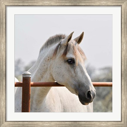 Framed White Horse 3 Print