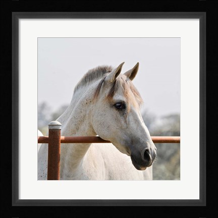 Framed White Horse 3 Print
