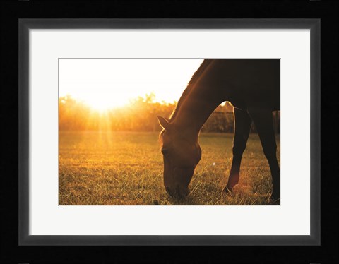 Framed Sunset Grazing I Print