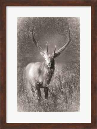 Framed Elk Sketch Print