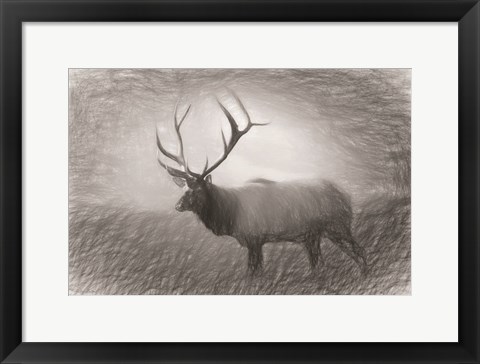 Framed Bull Elk Sketch Print