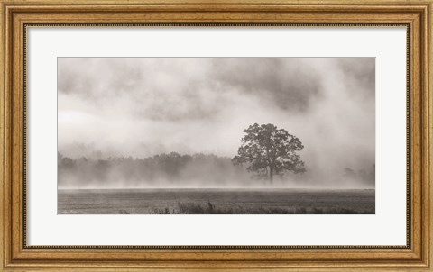 Framed Old Oak in Fog Print