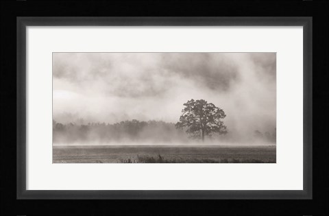Framed Old Oak in Fog Print