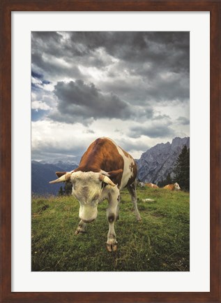 Framed Bowing Cow Print