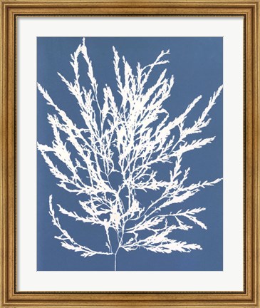 Framed Blue Botanical I Print