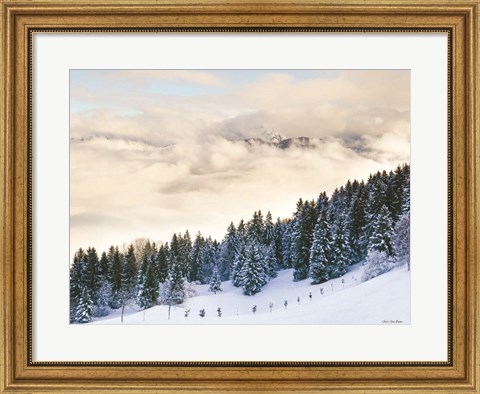 Framed Pines in the Sky Print